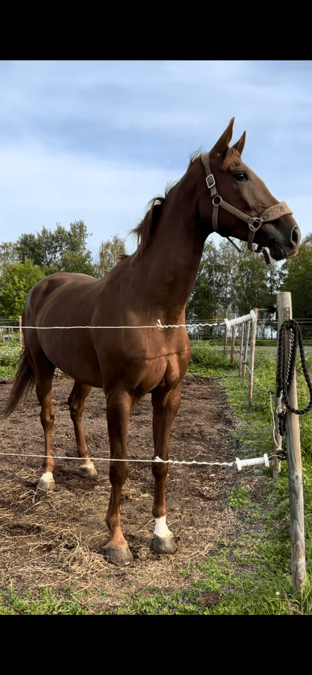 Dreamfriend Flash "Fia"