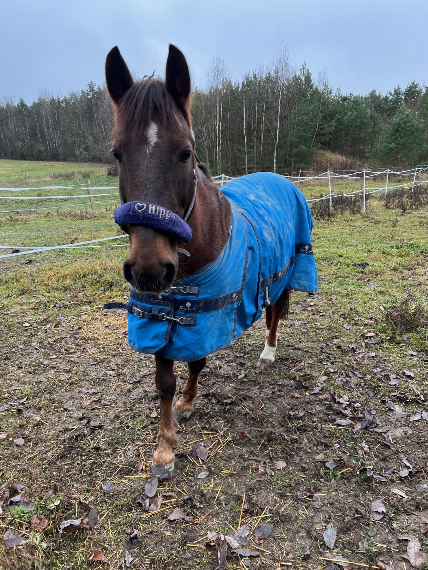 Mr Busterlicious "Buster"