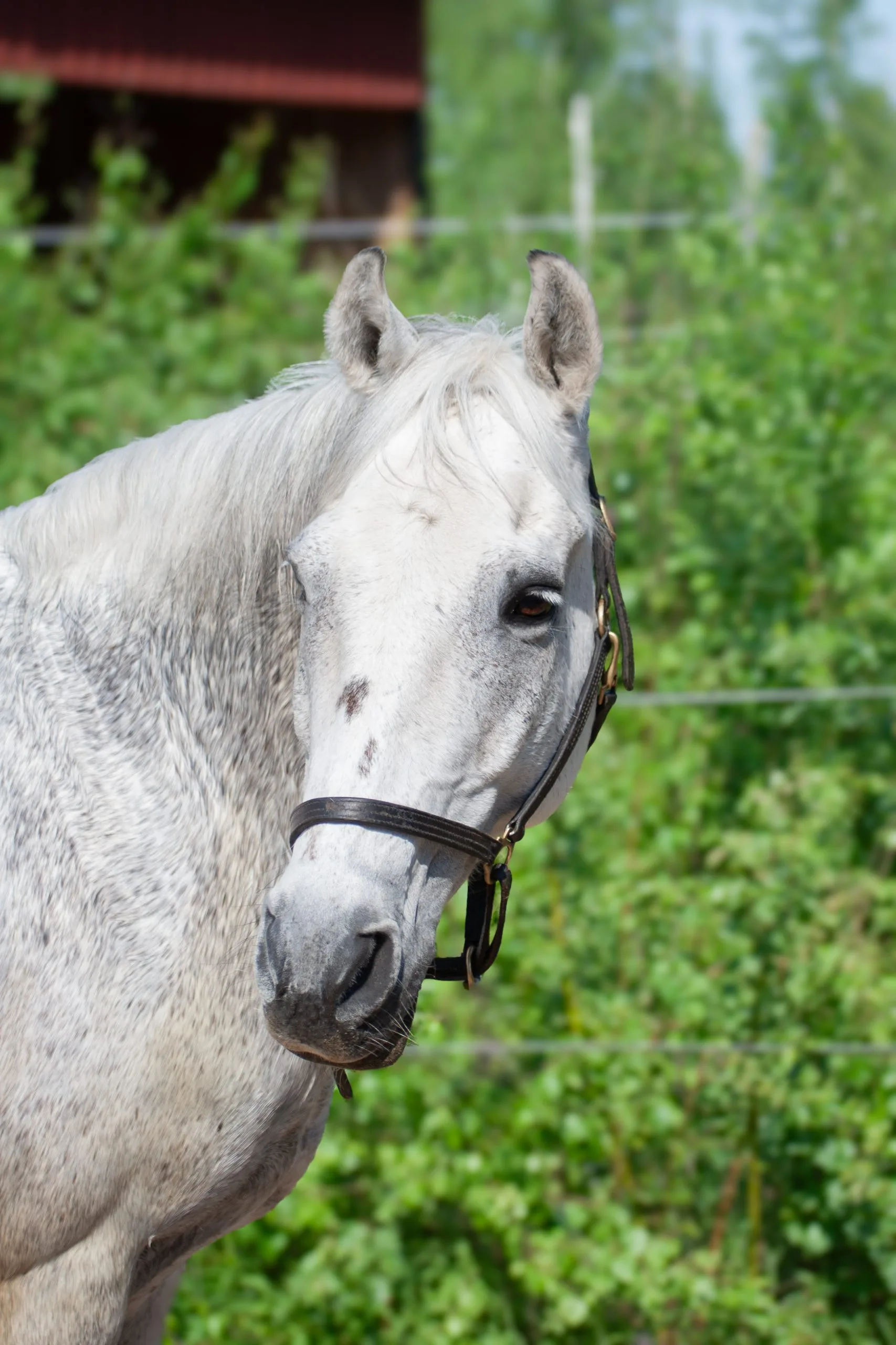 Red Robin Riverdance