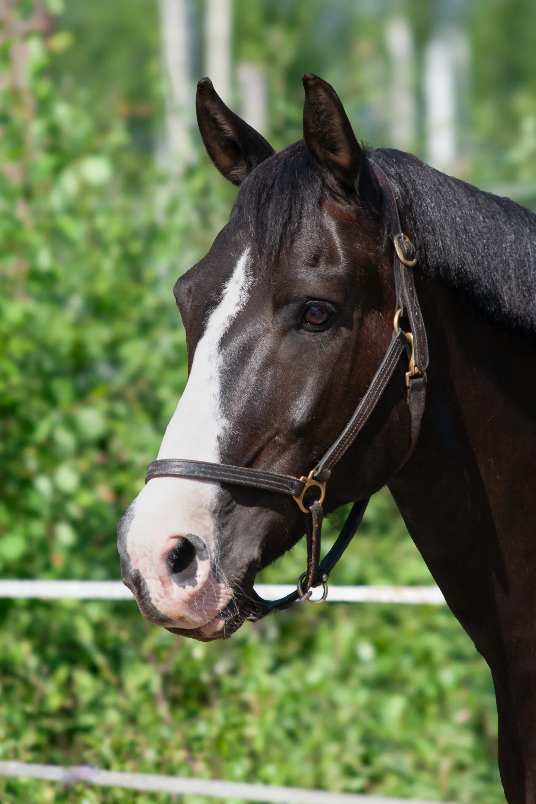 Vångsöndags Tenesse Walts "Walle"