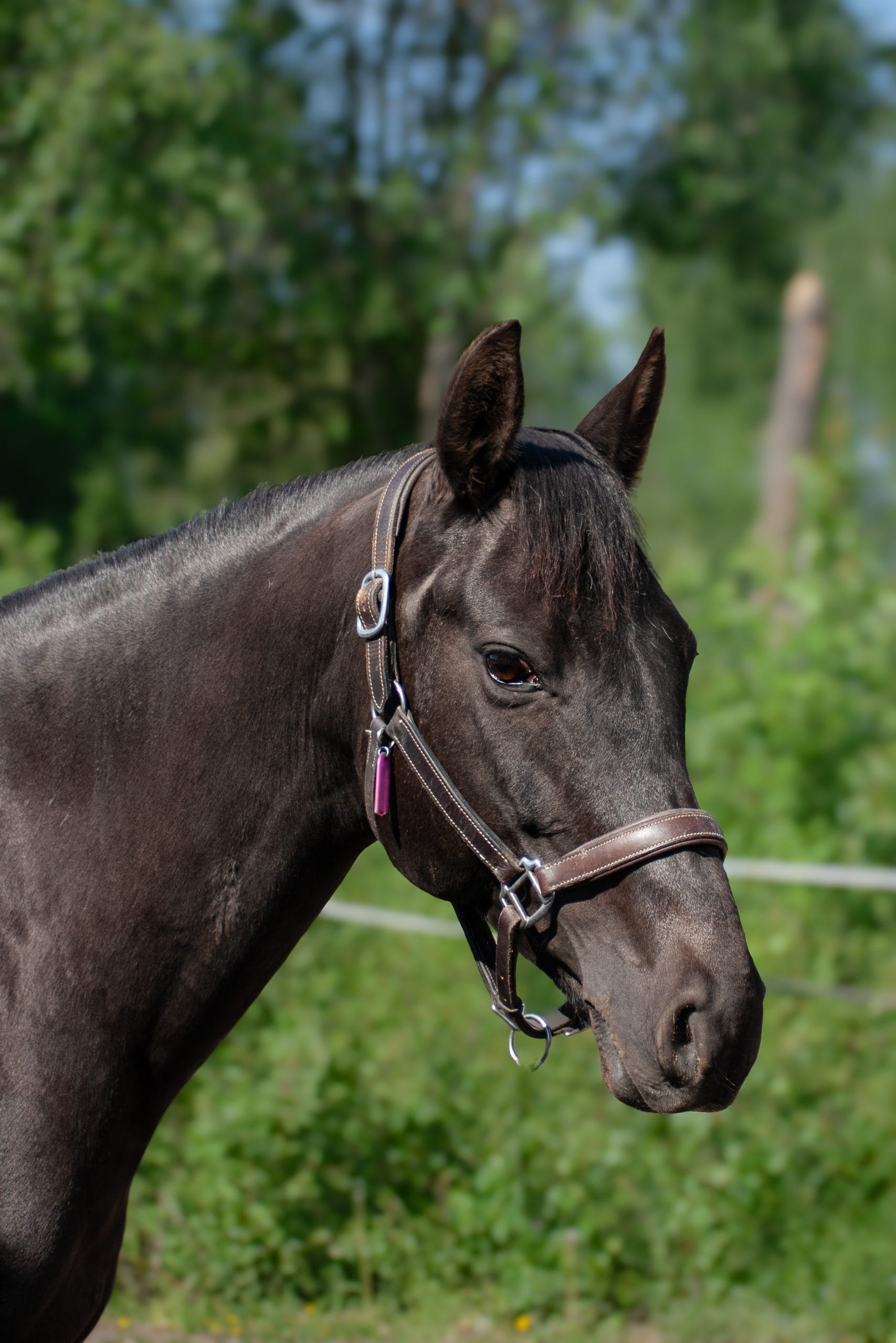 Vallas Wild Westelle "Stella"