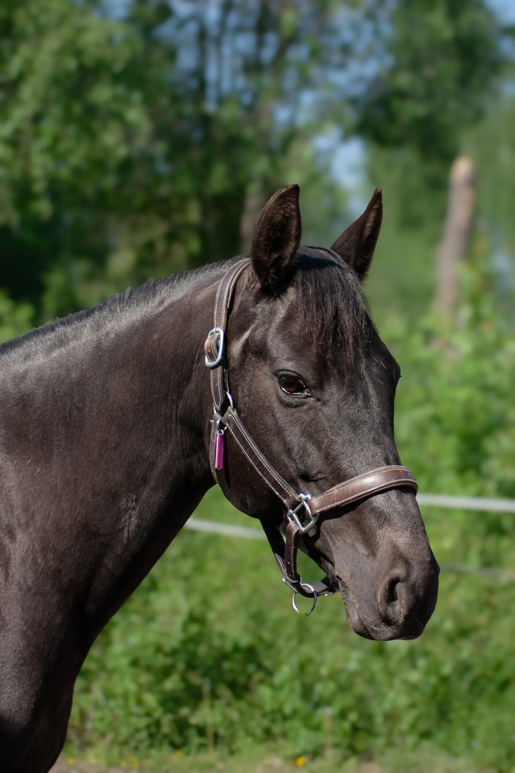 Vallas Wild Westelle "Stella"