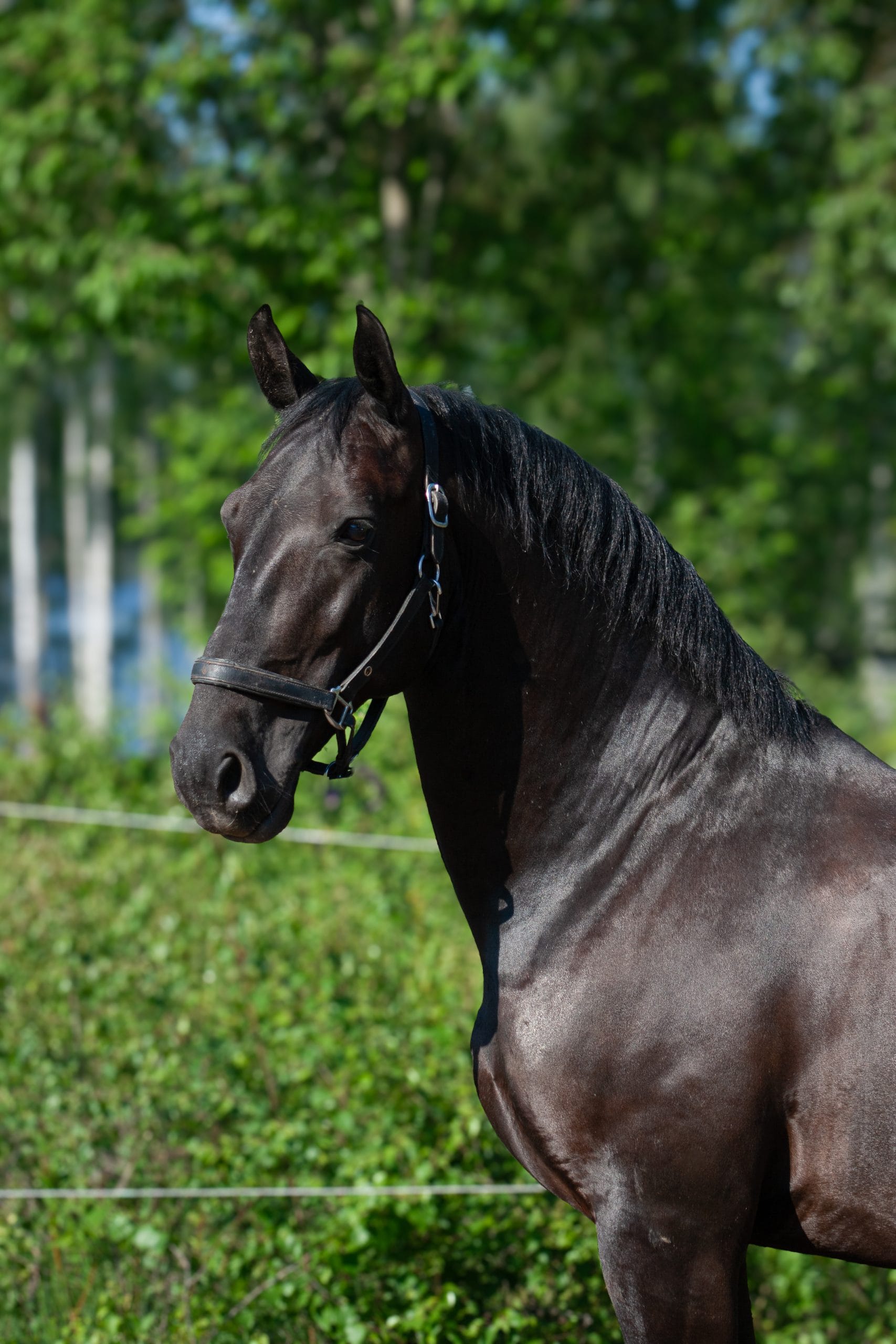 Maestoso Monor "Manne"