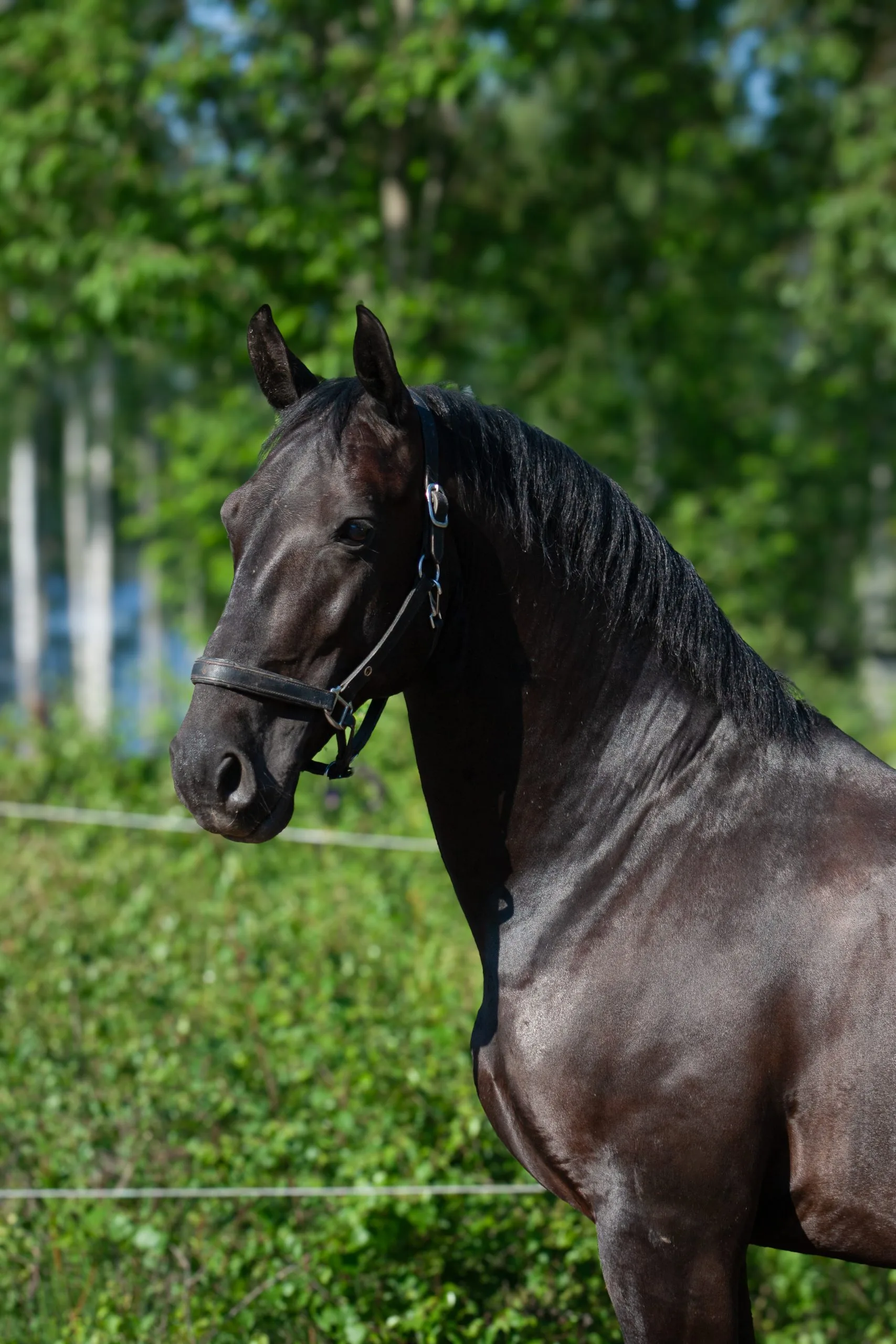 Maestoso Monor "Manne"