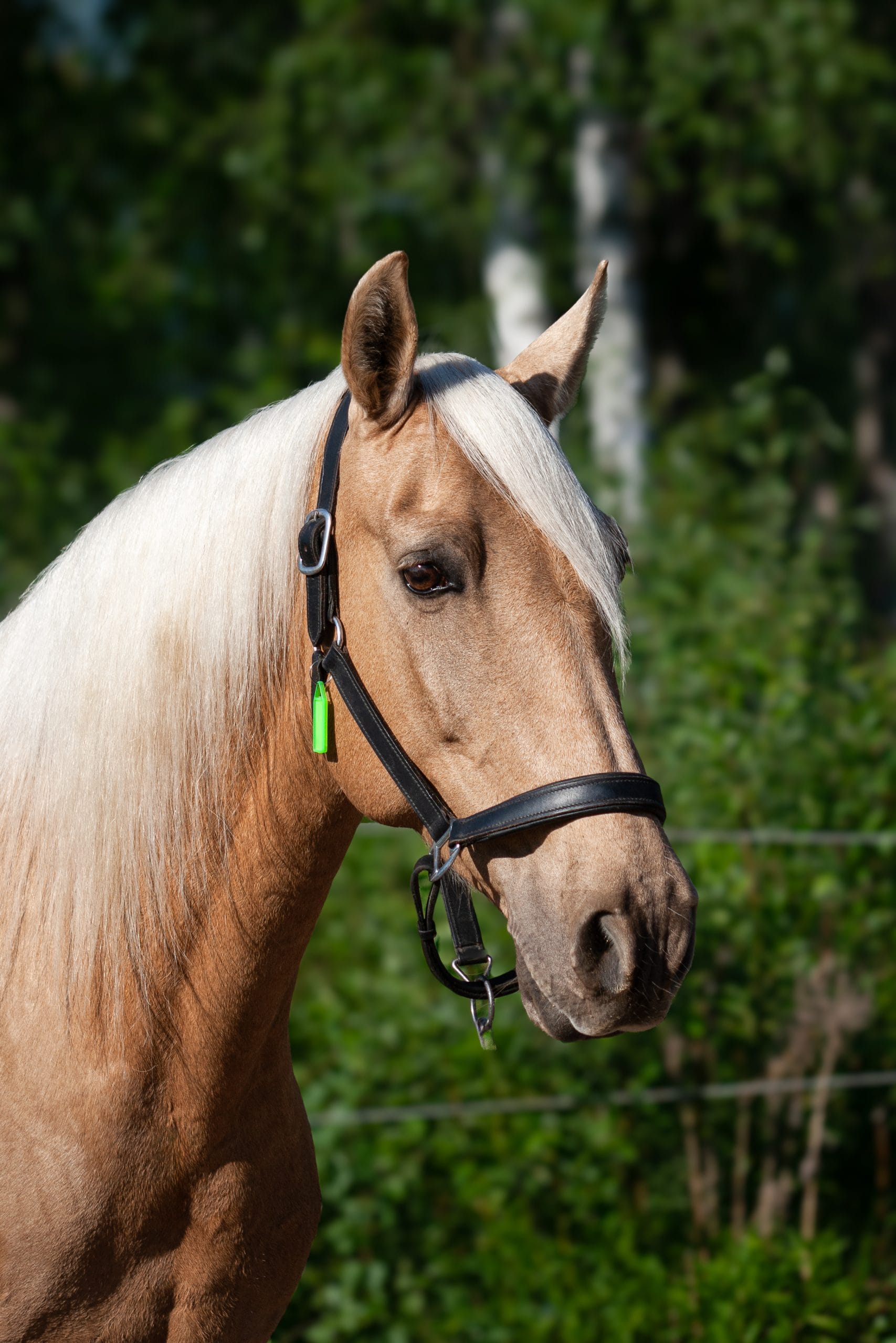 Bruja PM ll "Blondie"