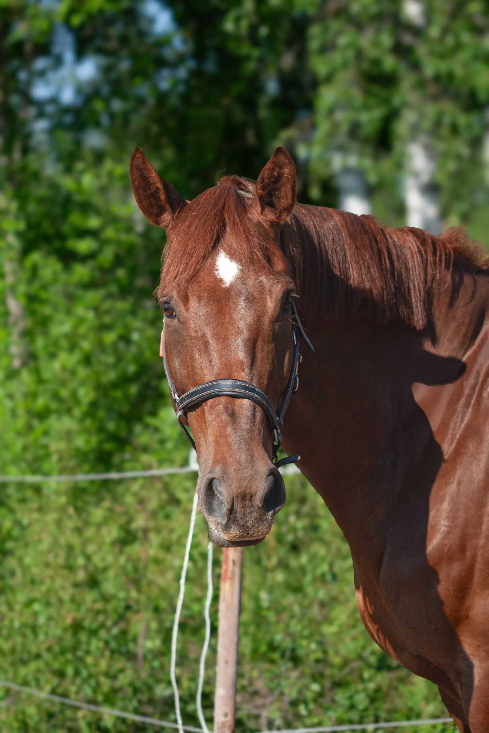 Dreamfriend Flash "Fia"