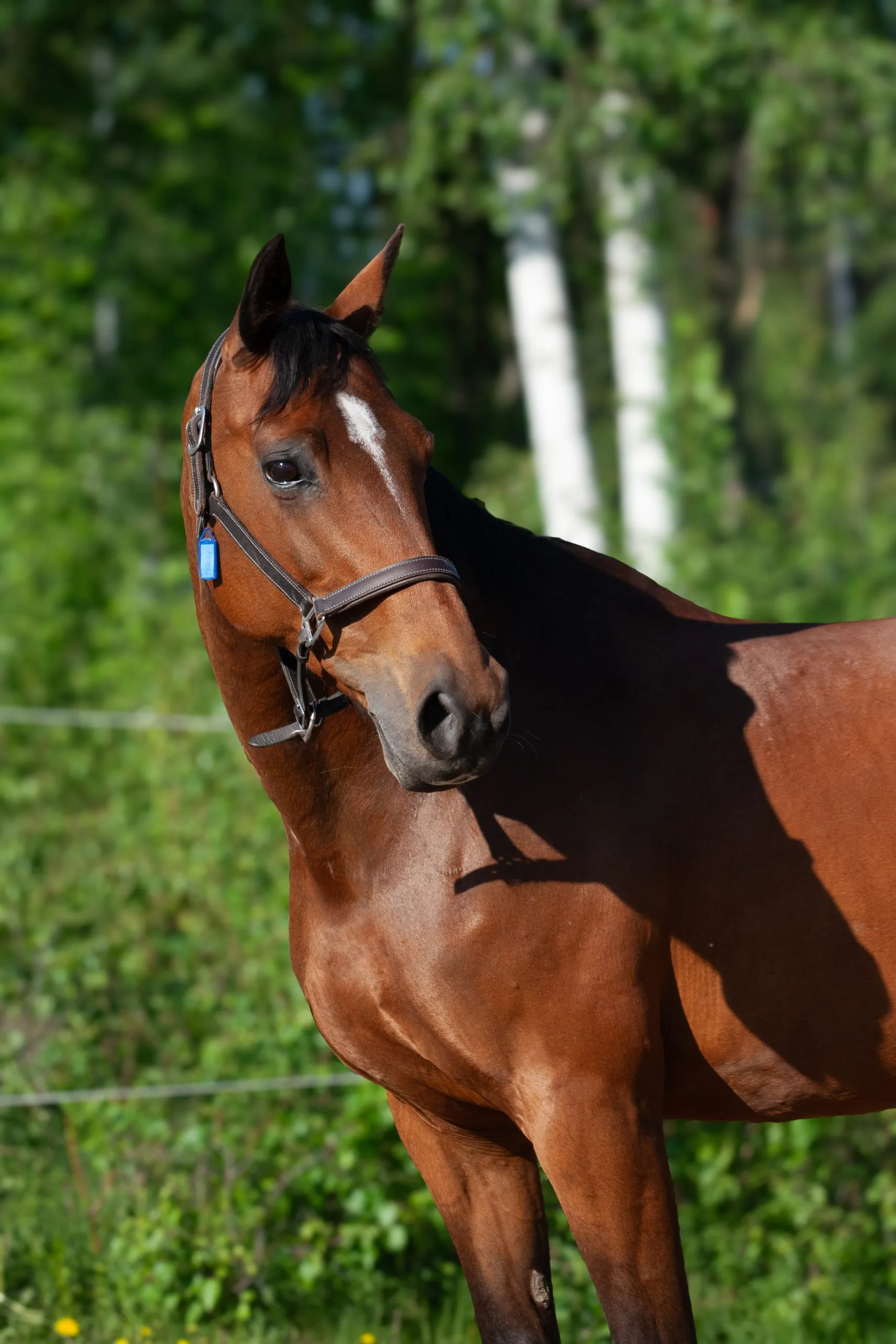 En Röd Tråd "Tråden"